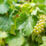 riesling-grape