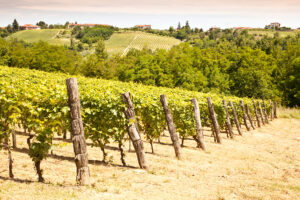 Vineyard in Italy's Piedmont Region