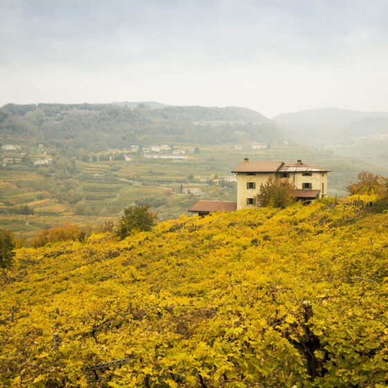 VALPOLICELLA VINEYARDS WINE ITALY