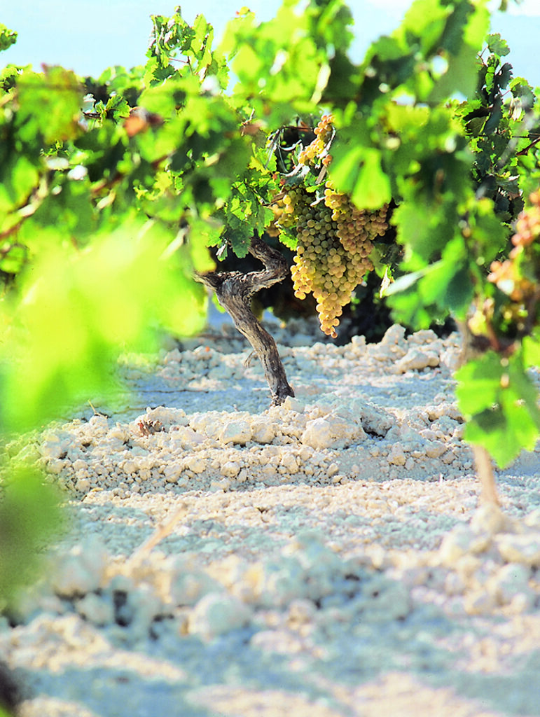 Vinos Jerez Sherry Wines Albariza y cepas Palomino Fino Grapes and Chalky White Soil