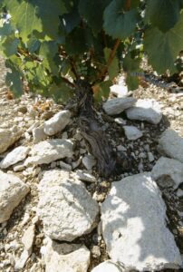 KIMMERDGIAN SOIL Chablis France Wine4Food