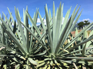 Mezcal_Agave_Wine4Food
