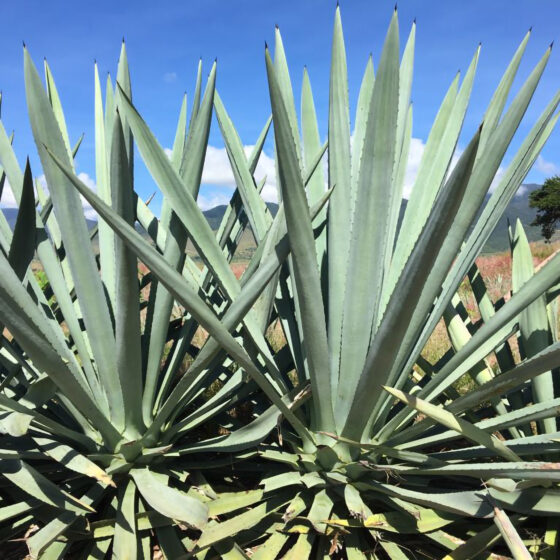 Mezcal_Agave_Wine4Food