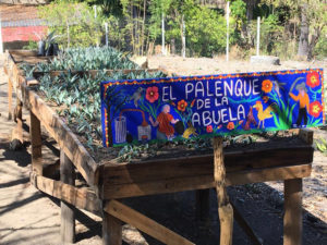 Mezcal_Agave_Cultivation_Sustainability_Wine4Food