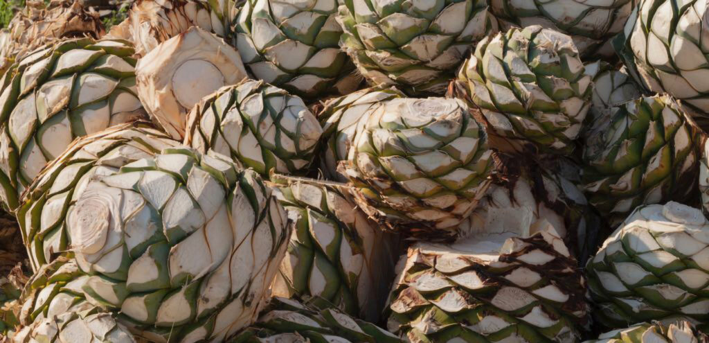 Mezcal_Agave_Piñas_Wine4Food