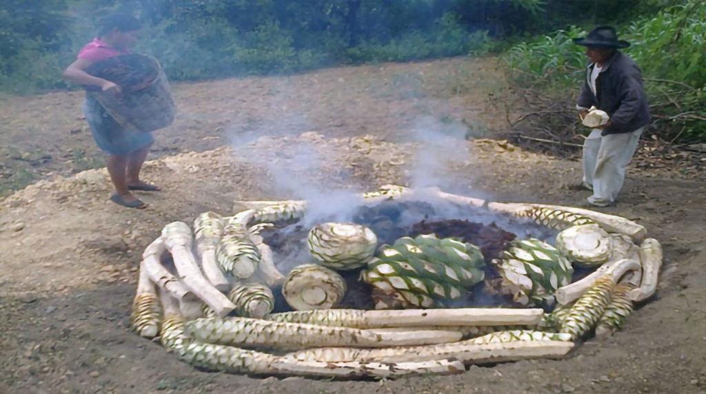 Mezcal_Agave_Piñas_Earth_Oven_Smokey_Wine4Food