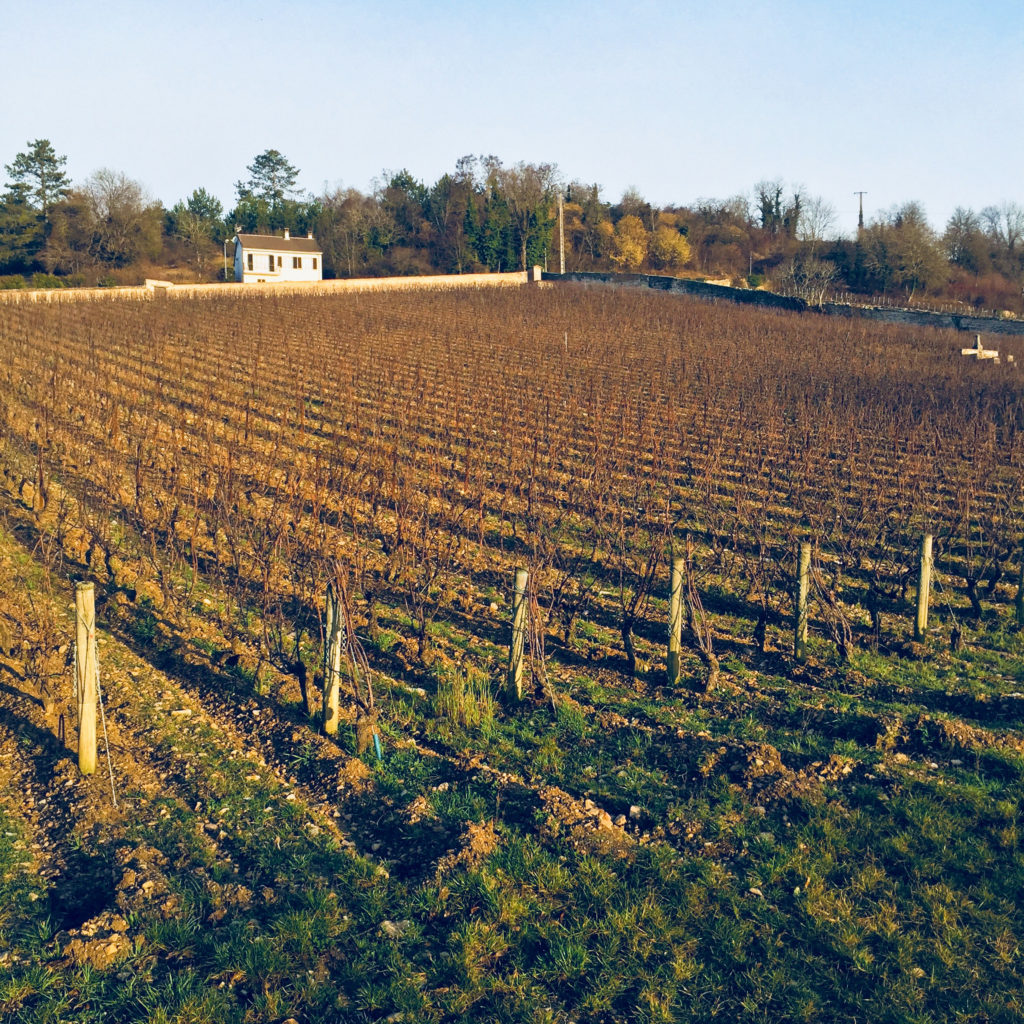 Traveling Somm, Burgundy, MarquisD'Angerville_Volnay_Vineyard_Terroir