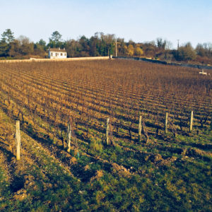 Traveling Somm, Burgundy, MarquisD'Angerville_Volnay_Vineyard_Terroir