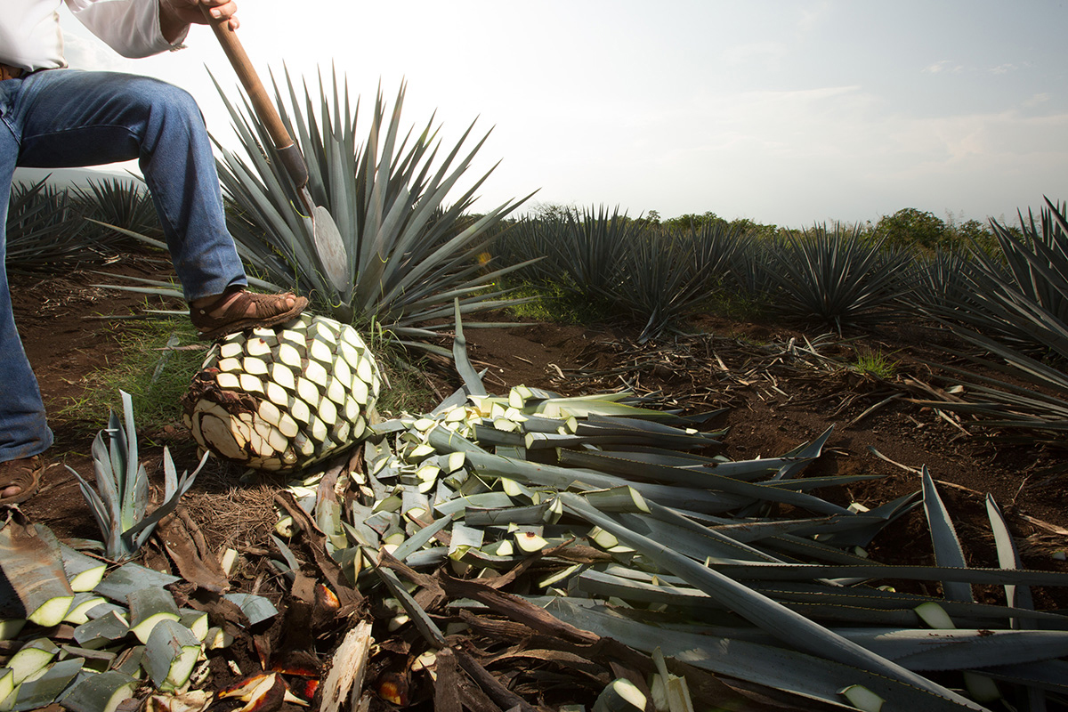 Tequila, Agave Pina and Coa Tool Wine4Food Wine4Food
