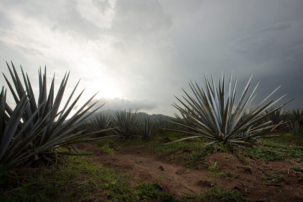 Tequila, Agave Fields - Wine4food