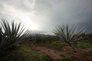 Tequila, Agave Fields - Wine4food