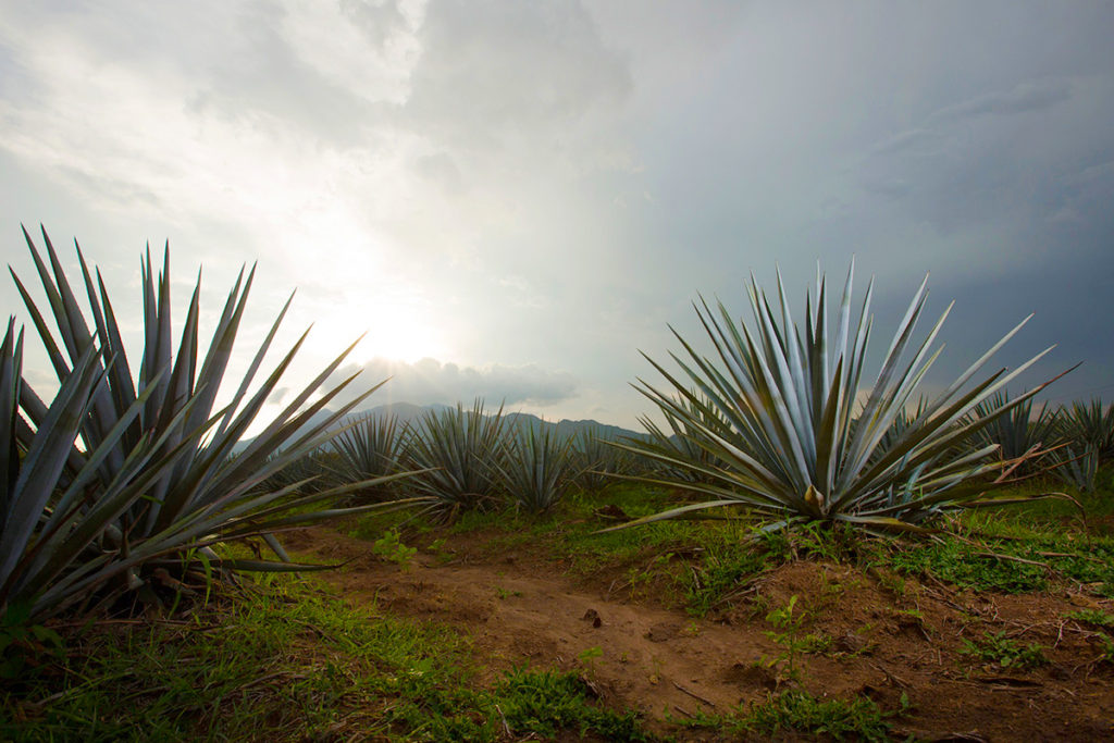 Tequila, Terroir, Agave_Fields - Wine4Food