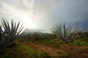 Tequila, Terroir, Agave_Fields - Wine4Food