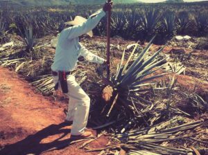 tequila, agave pina harvest, coa tool - Wine4Food