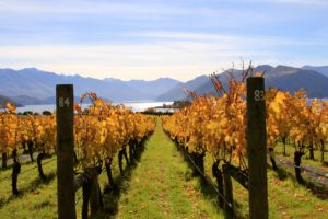 New Zealand Wine 101, Central Otago - Wine4Food