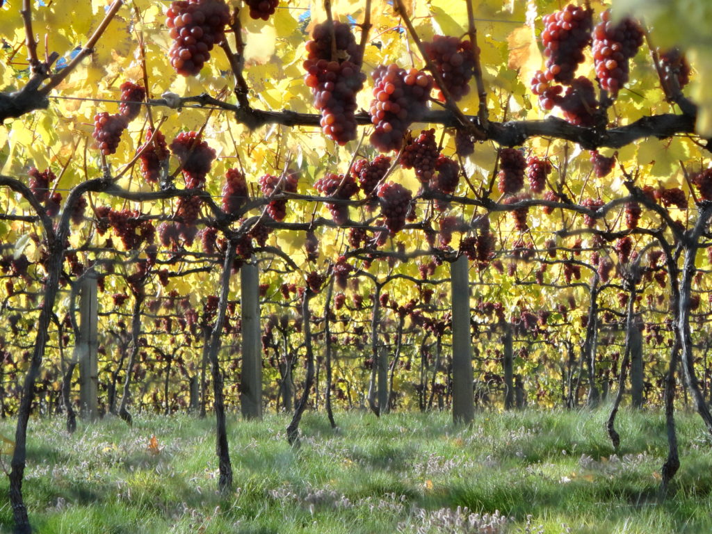 New Zealand Wine 101, Grapes Mishas Vineyard, Central Otago - Wine4Food