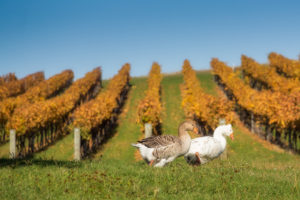 New Zealand Wines 101, Ruby Bay Vineyard, Nelson - Wine4Food