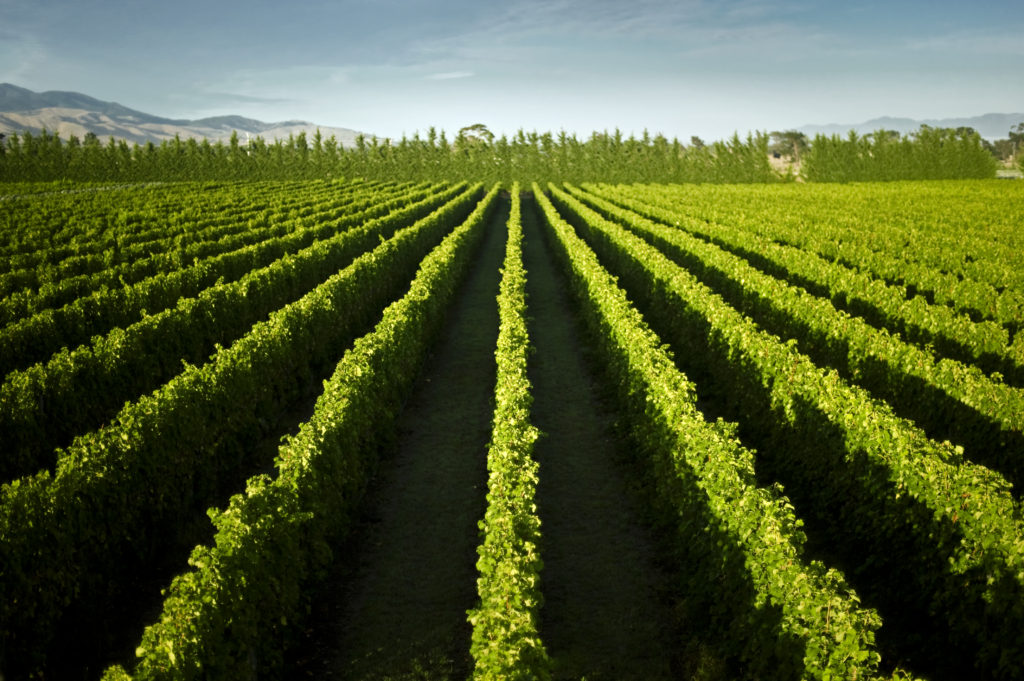 New Zealand Wines 101, Wairarapa, Palliser - Wine4Food