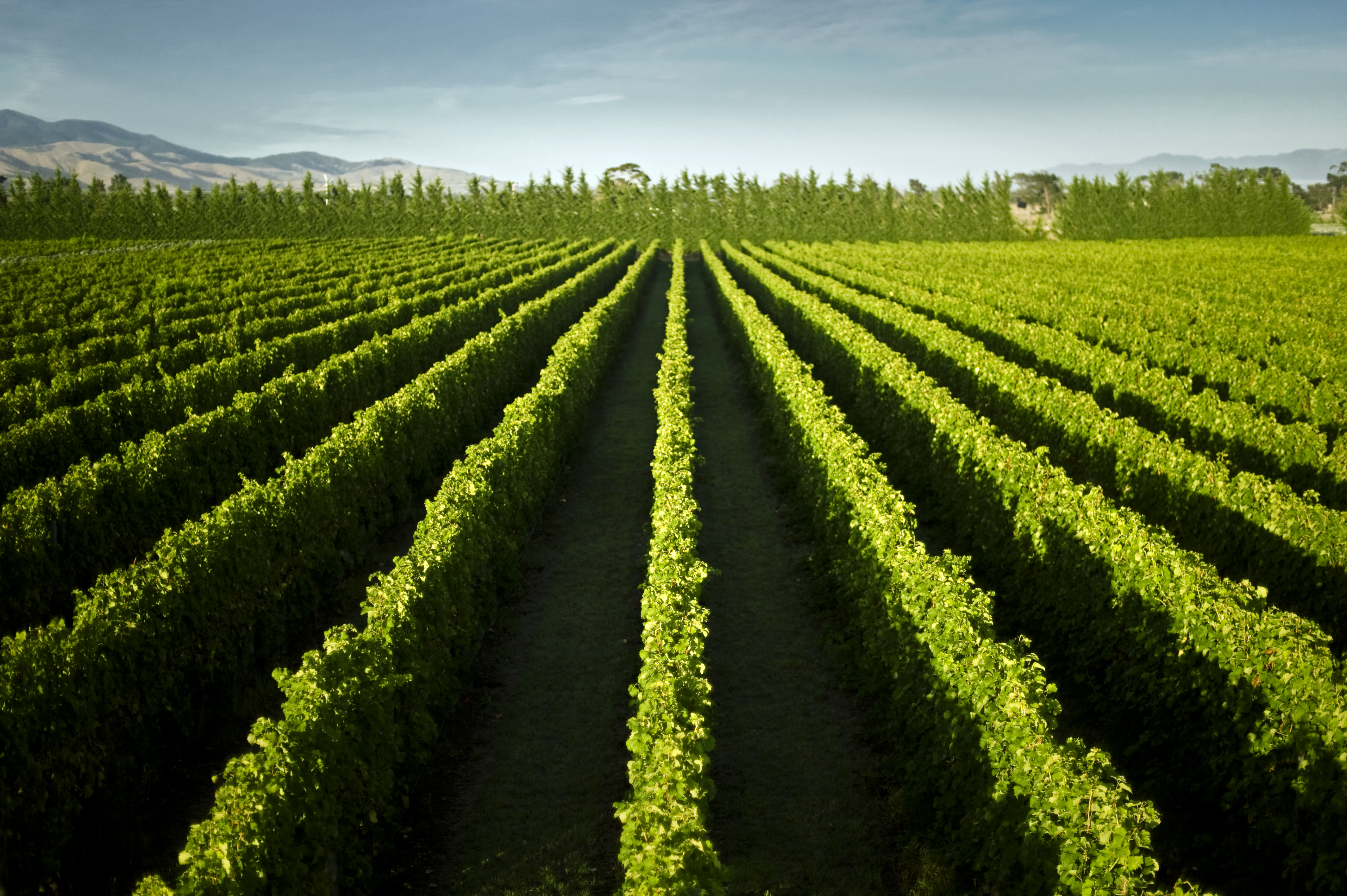 New Zealand Wines 101, Wairarapa, Palliser Wine4Food Wine4Food