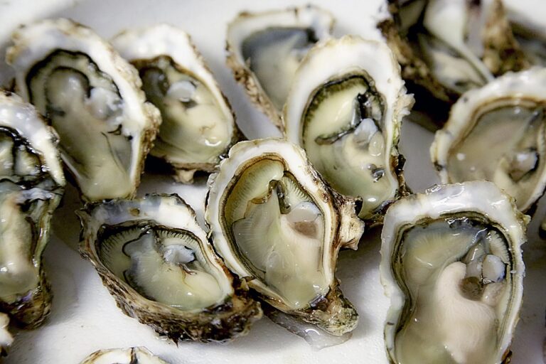 What Drink with Oysters Wine Pairings from Wine4Food