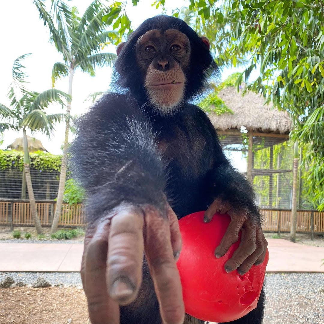 Limbani, the Internet Sensation of the Zoological Wildlife